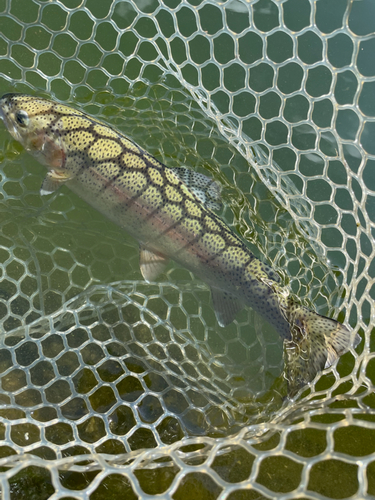 ニジマスの釣果