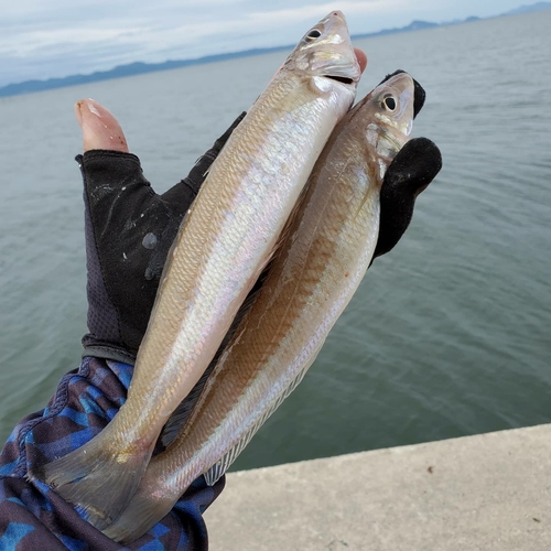 キスの釣果