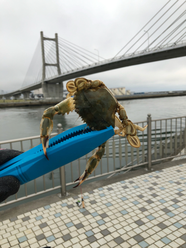 カニの釣果