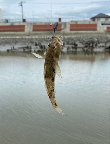 ハゼの釣果