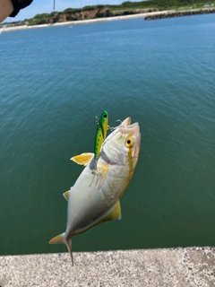 ショゴの釣果