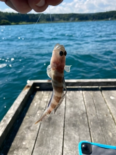 イトヒキハゼの釣果