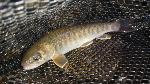 ニッコウイワナの釣果