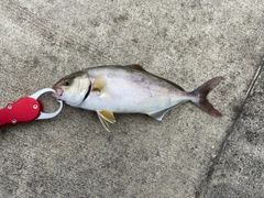 ショゴの釣果