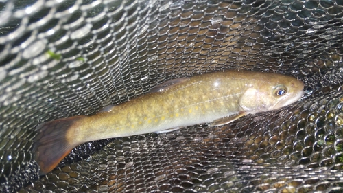 ニッコウイワナの釣果