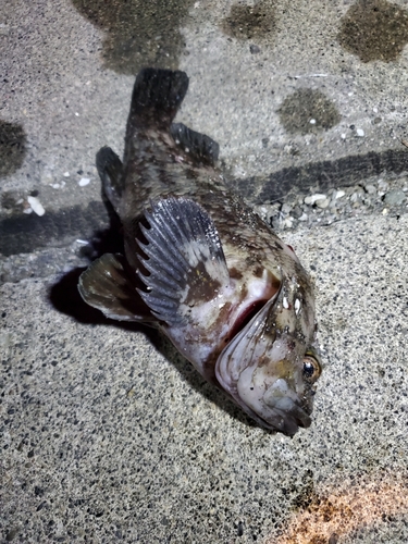 クロソイの釣果