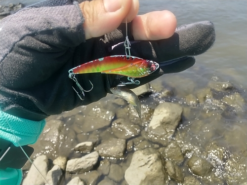 マハゼの釣果