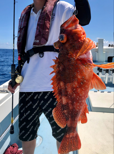 ウッカリカサゴの釣果