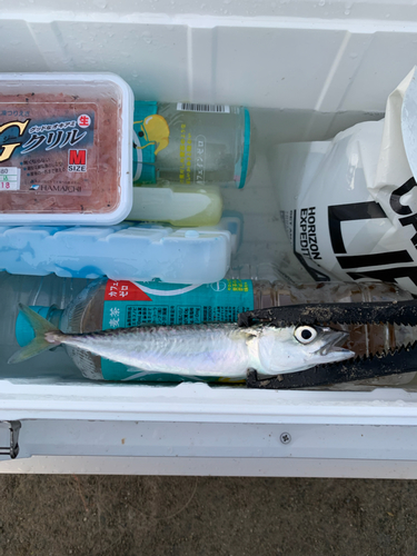 サバの釣果