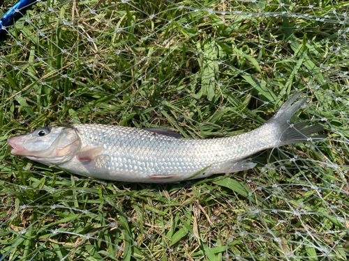 ニゴイの釣果