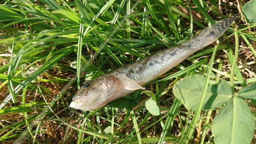 マハゼの釣果