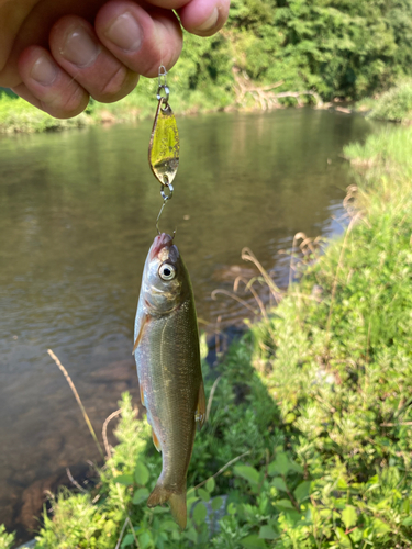 ウグイの釣果