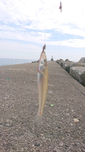 キスの釣果