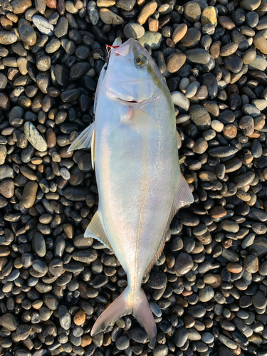 シオの釣果