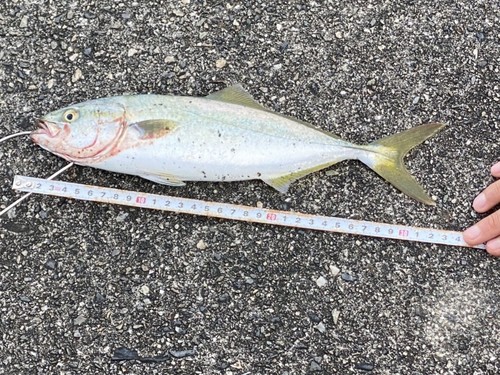 ツバスの釣果