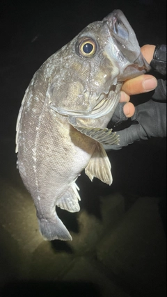 クロソイの釣果