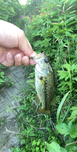 ラージマウスバスの釣果