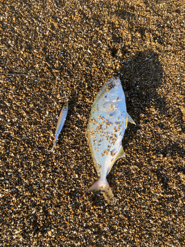 ショゴの釣果