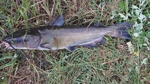 アメリカナマズの釣果