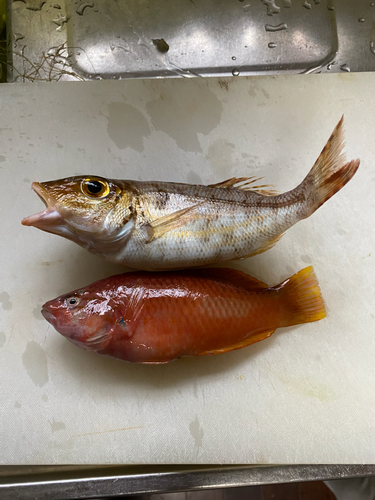 アカササノハベラの釣果