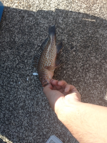 オオモンハタの釣果