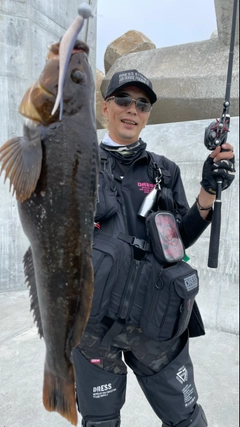 アイナメの釣果