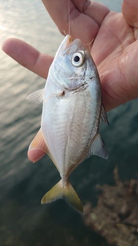 メッキの釣果