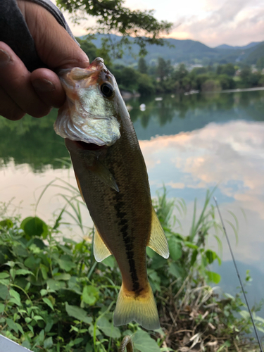 ブラックバスの釣果