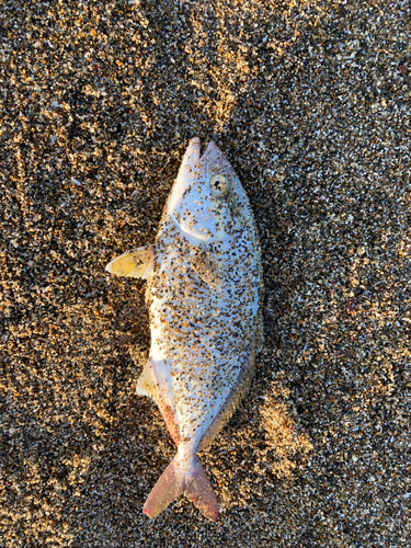 ショゴの釣果