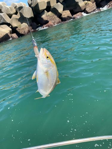 ショゴの釣果