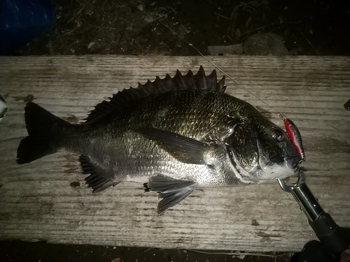 クロダイの釣果