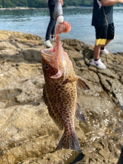 オオモンハタの釣果