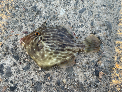 カワハギの釣果