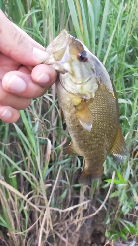 スモールマウスバスの釣果