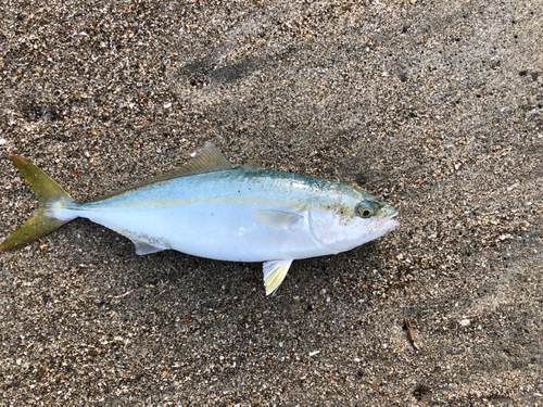 ワカシの釣果