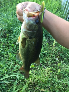 ラージマウスバスの釣果
