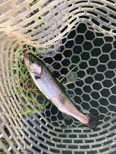 ニジマスの釣果