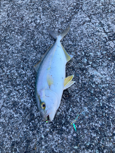 ショゴの釣果