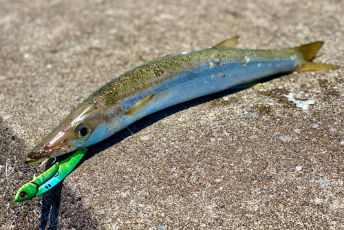 カマスの釣果