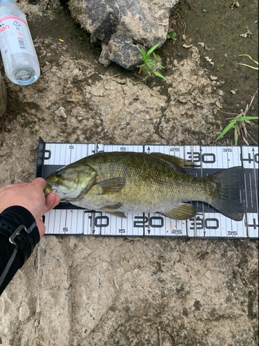 スモールマウスバスの釣果