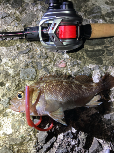 エゾメバルの釣果