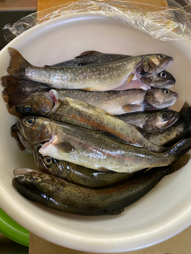 イワナの釣果