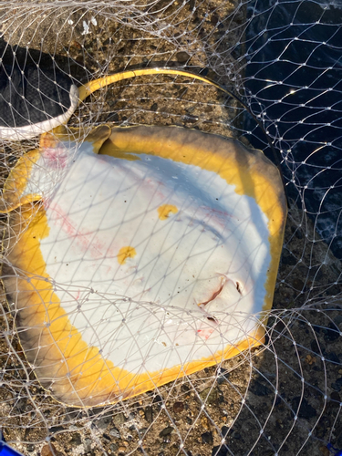 アカエイの釣果