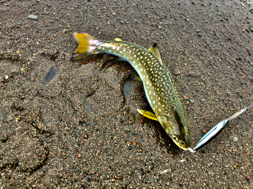 アメマスの釣果