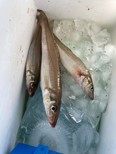 シロギスの釣果