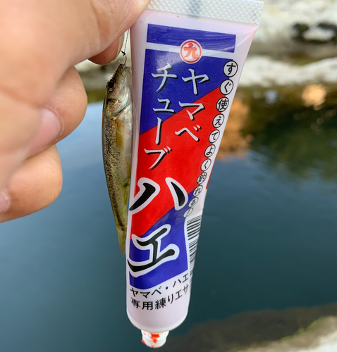 アブラハヤの釣果