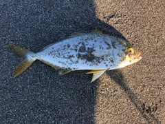 ショゴの釣果