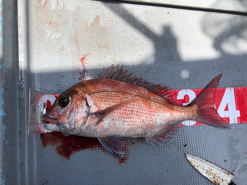 タイの釣果