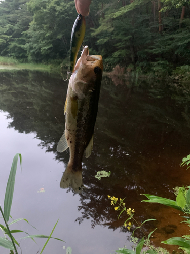 ラージマウスバスの釣果