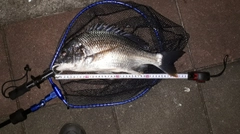キビレの釣果